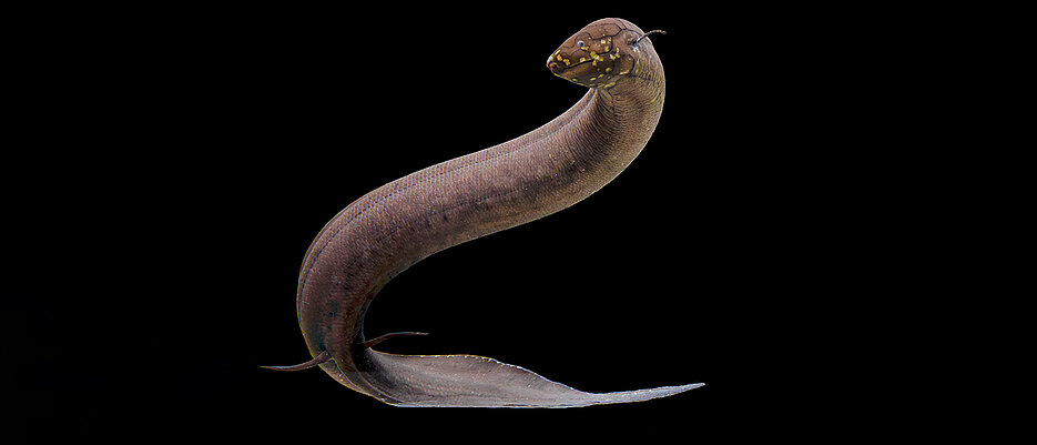 No other animal in the world has a genome as large as the South American lungfish (Lepidosiren paradoxa). 