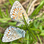 Schmetterlinge der Gattung Polyommatus.