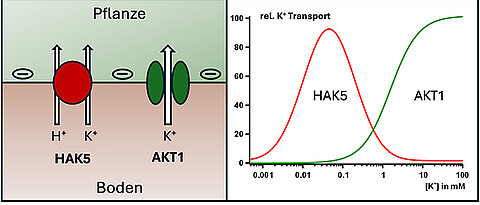 Pflanzen besitzen zwei getrennte Kalium-Aufnahmesysteme, den Transporter HAK5 und den Kanal AKT1. Je nach Kalium-Konzentration im Boden ist das eine oder das andere System für die Aufnahme von Kalium in die Wurzeln verantwortlich. Das gewährleistet eine konstante Kalium-Versorgung auch bei wechselnder Kalium-Verfügbarkeit.