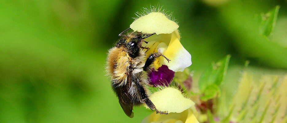  The common carder bee (Bombus pascuorum) feeding on the large-flowered hemp-nettle (Galeopsis speciosa) in the Austrian Alps. If it gets too hot, the insects can hardly detect the scents of the flowers. 