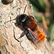 Ein weiteres „Fundstück“: die rotpelzige Sandbiene (Andrena fulva). 