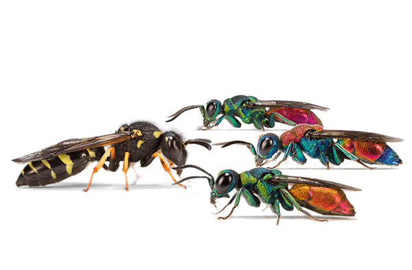 Chemically camouflaged wasps - FACULTY OF BIOLOGY